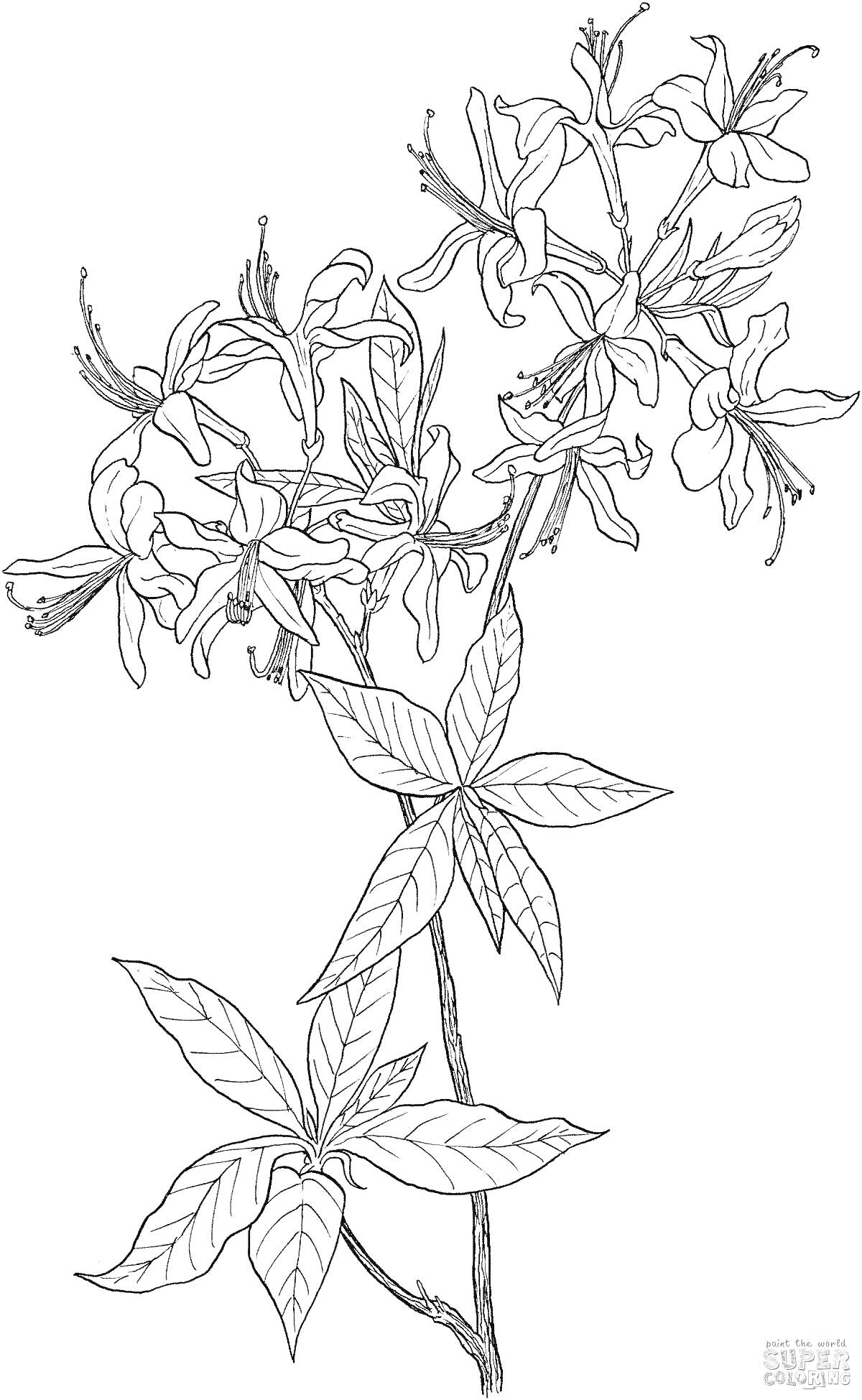 Раскраска Цветущий зверобой с листьями и ветками