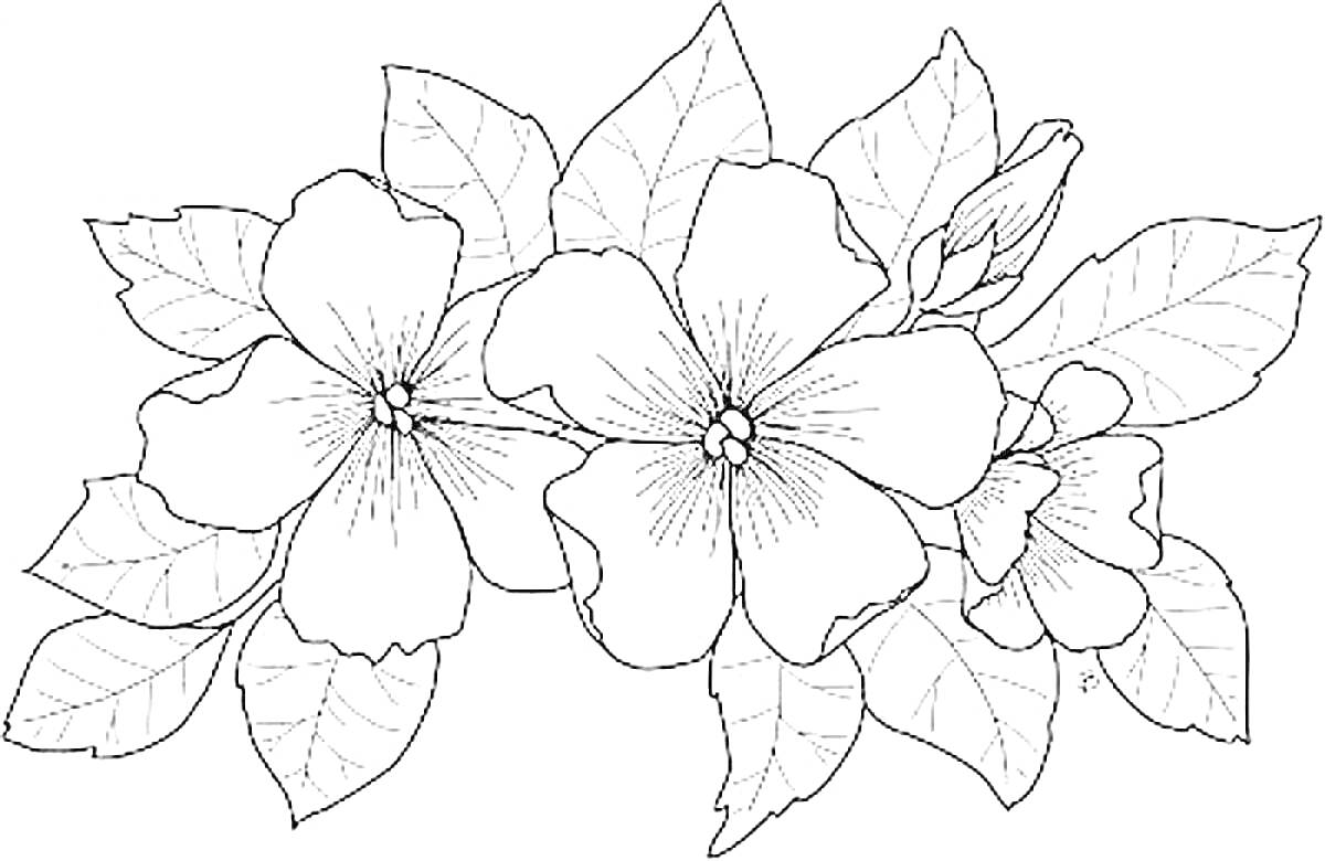 На раскраске изображено: Цветы, Листья, Бутон