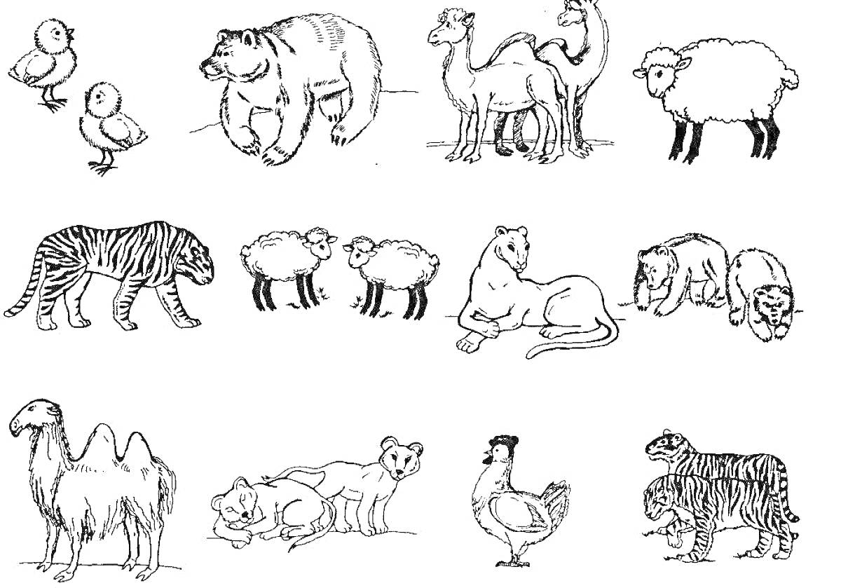 Раскраска Дикие животные и их детеныши: птенцы, медведи, верблюды, овца, тигр, ягнята, львица с львенком, овца с ягненком, верблюды, львица с львятами, курица с птенцом, тигры