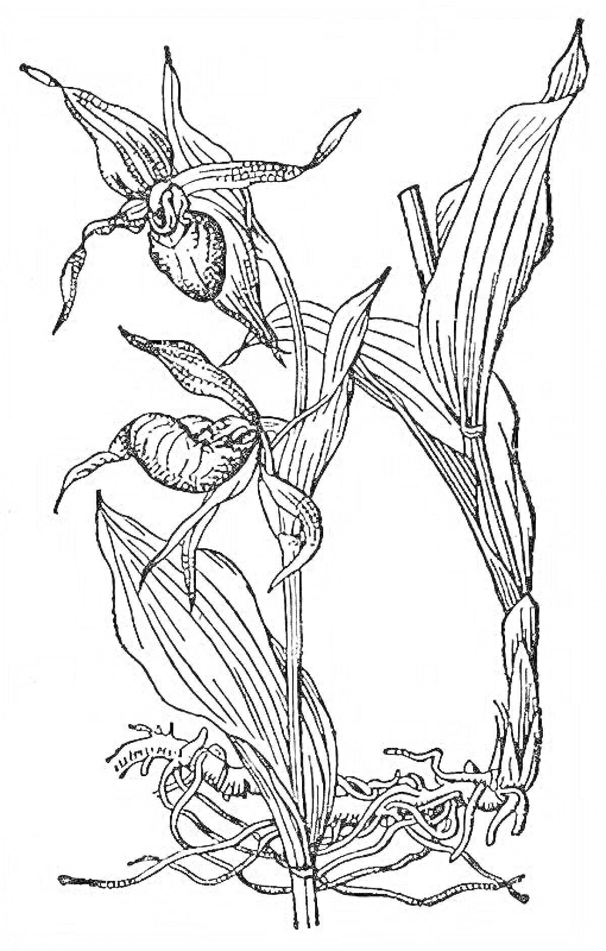 На раскраске изображено: Венерин башмачок, Орхидея, Ботаника, Листья, Корни, Природа