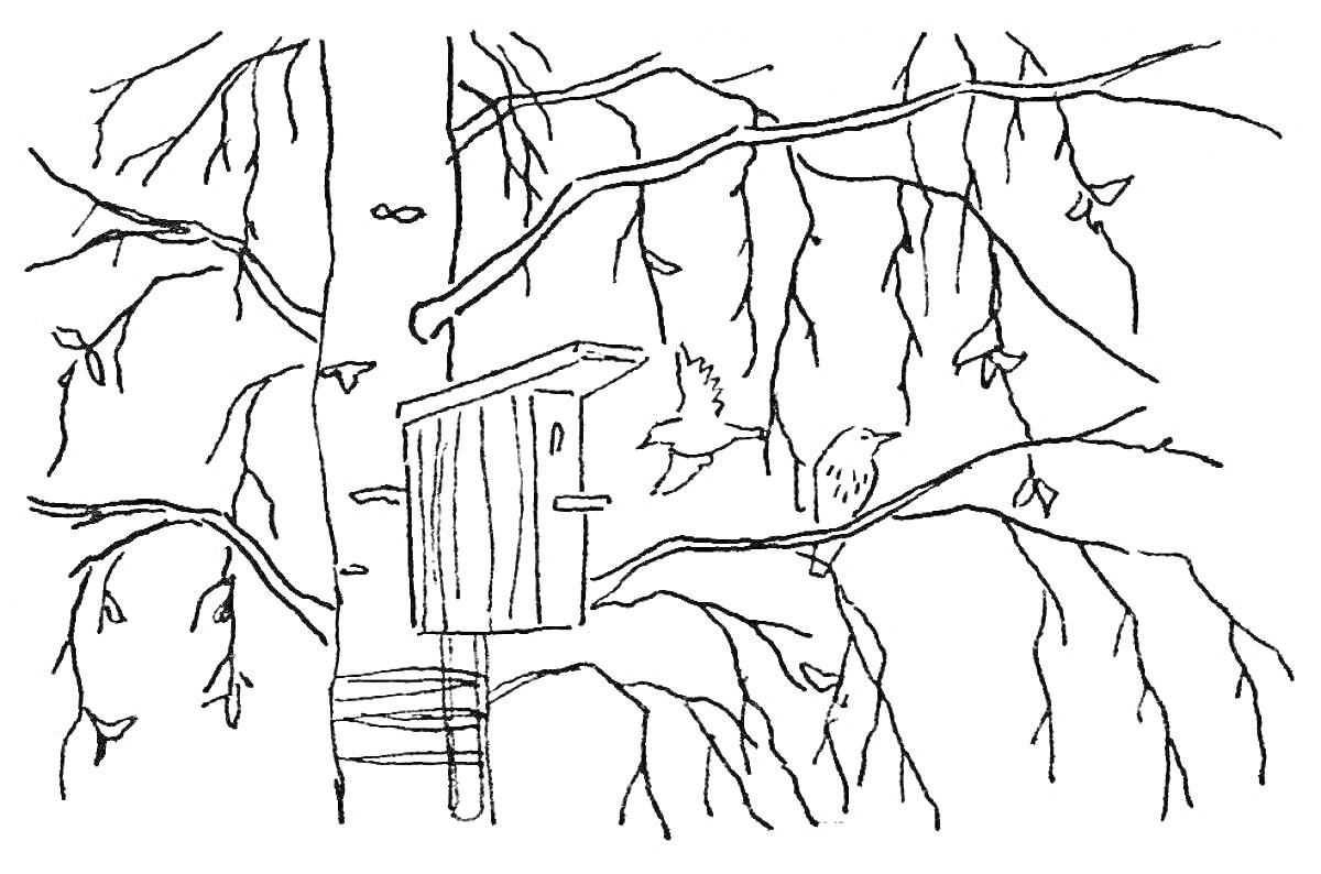 Раскраска Скворечник на дереве с двумя скворцами