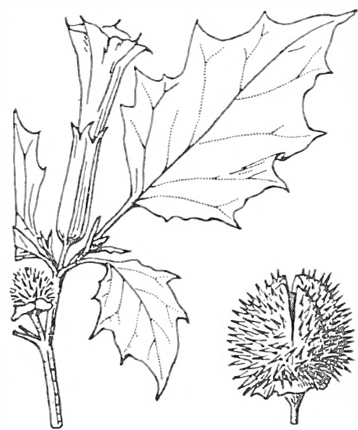 Раскраска дурман с цветком, листьями и плодом