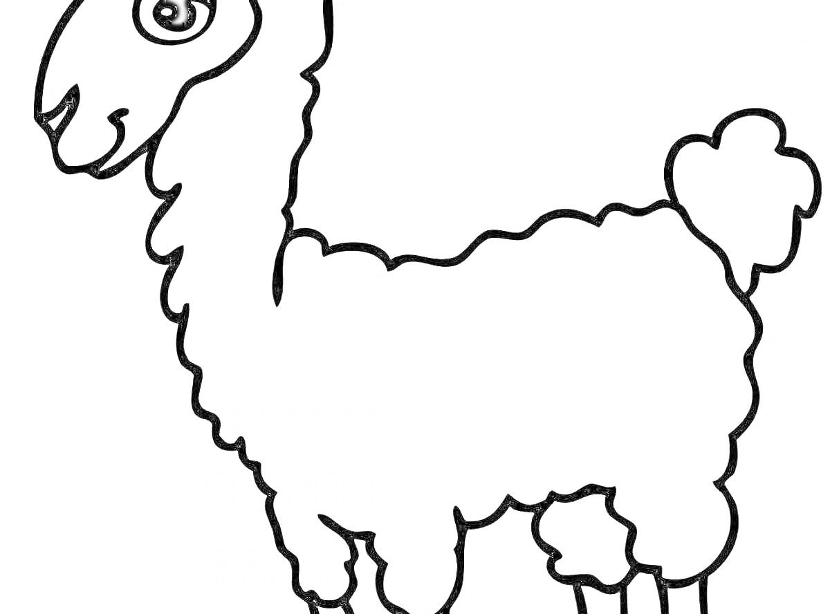 Раскраска Раскраска с изображением альпаки в полный рост