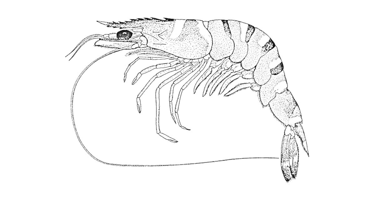 Раскраска Раскраска с изображением креветки с антеннами и деталями тела