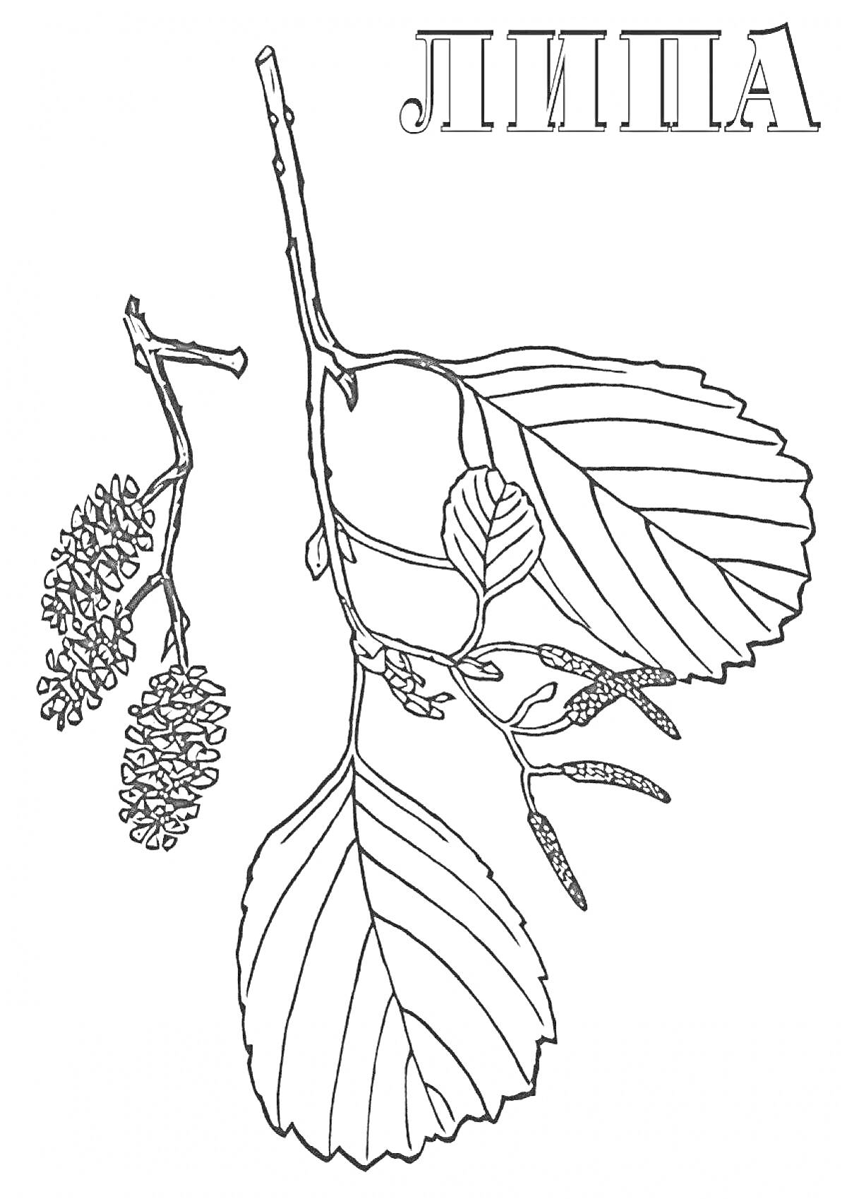 На раскраске изображено: Липа, Листья, Соцветия, Природа, Ботаника