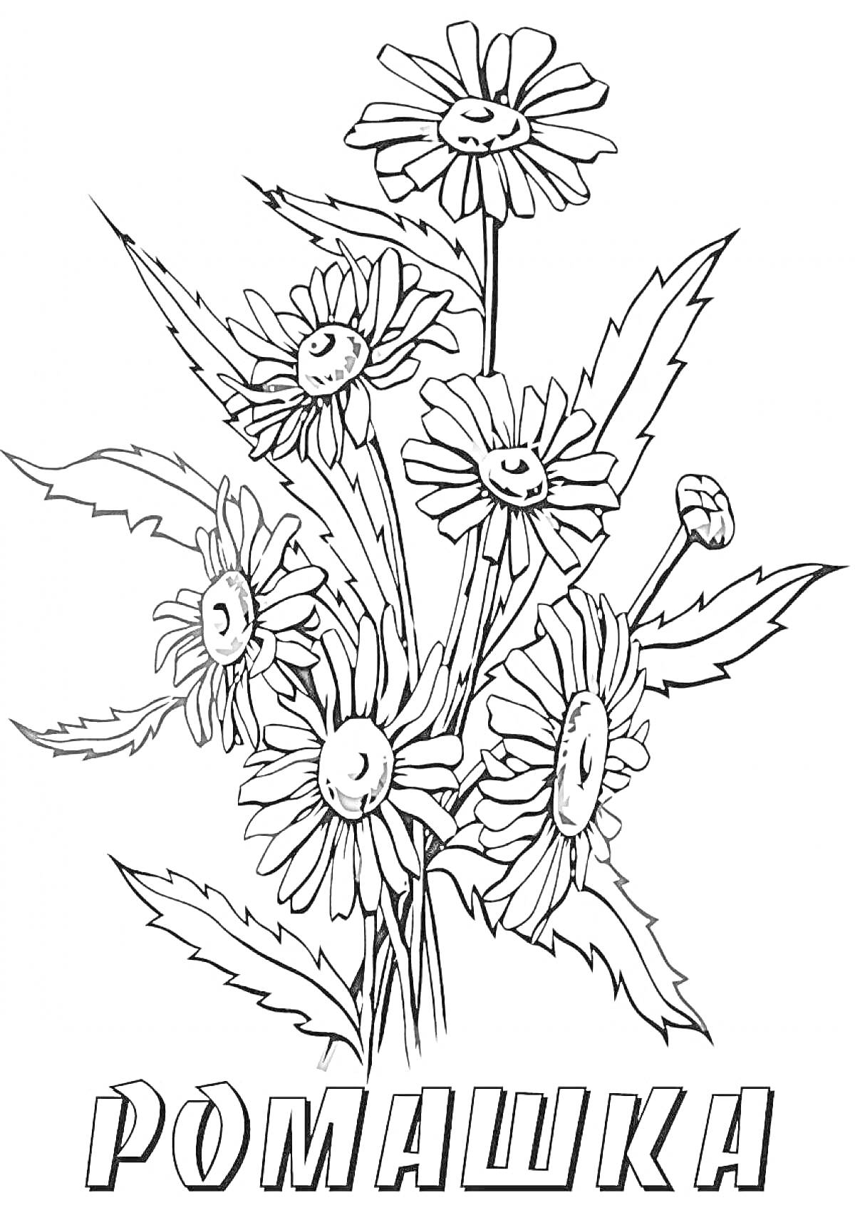 На раскраске изображено: Ромашка, Листья, Лекарственные растения, Ботаника, Природа, Цветы, Растения, Контурные рисунки