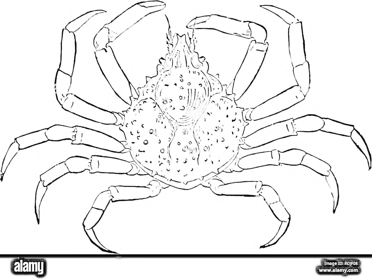 Раскраска краб с восьмью лапами крупным планом
