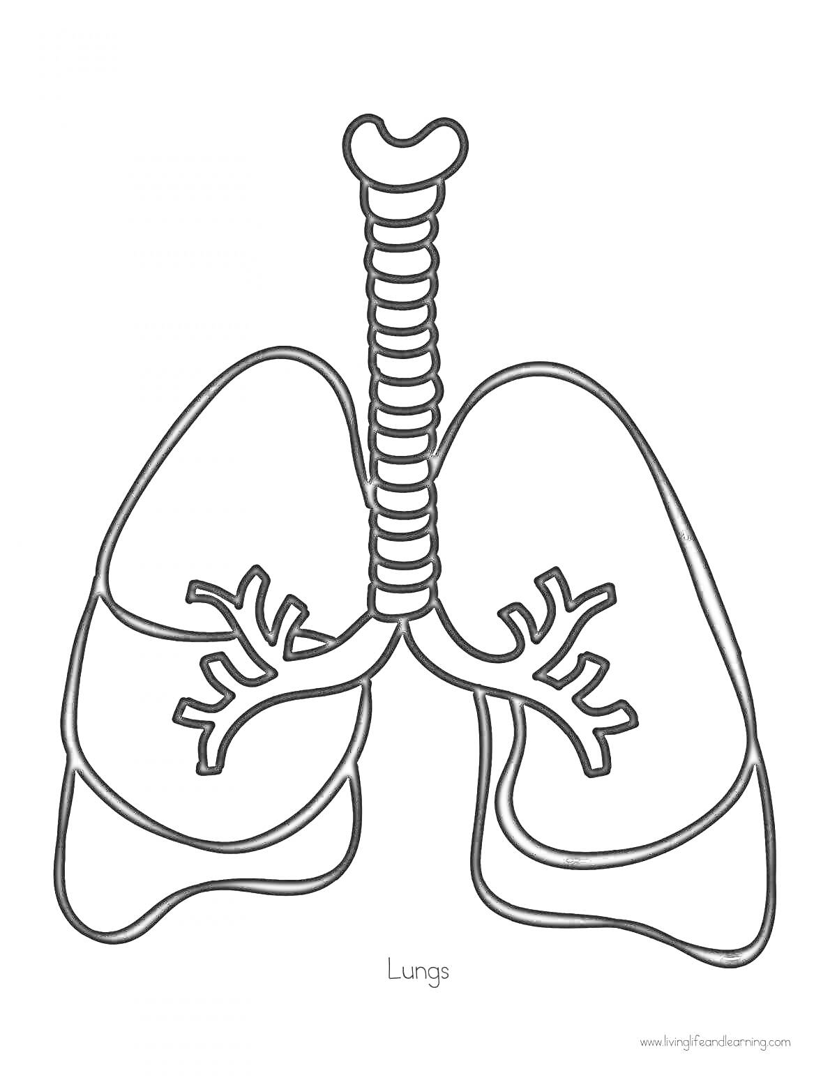 Раскраска Легкие человека с трахеей и бронхами