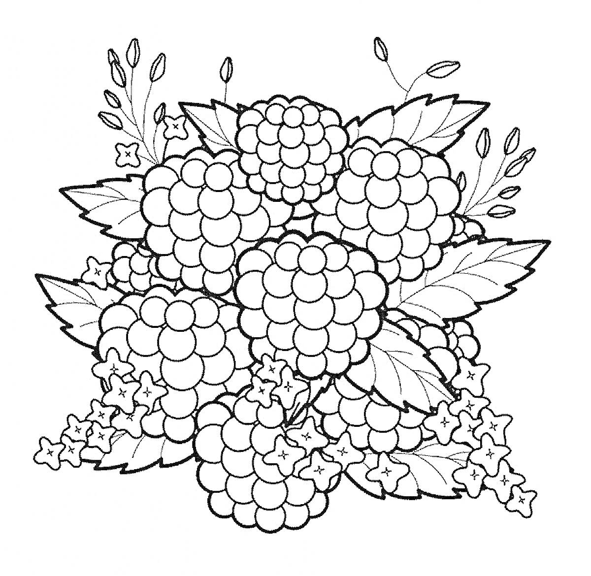 Раскраска Малиновый куст с ягодами, листьями и цветами