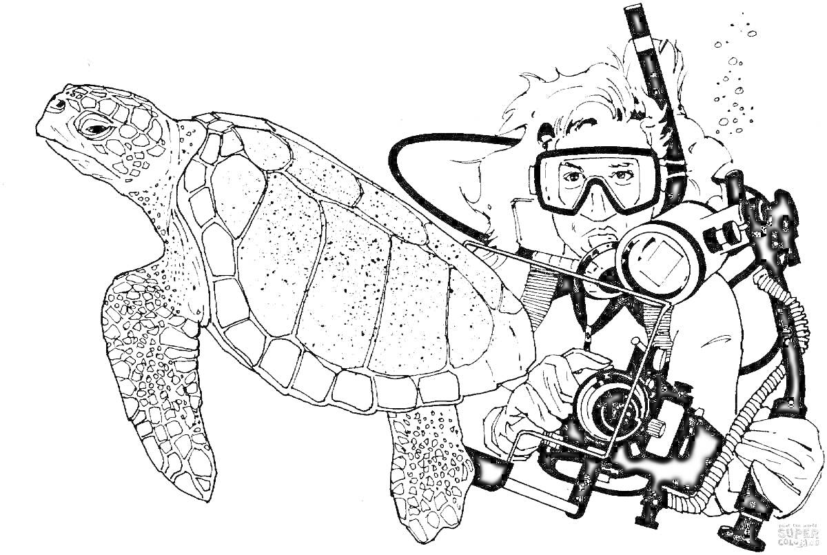 На раскраске изображено: Аквалангист, Черепаха, Подводное плавание, Морская жизнь, Дыхательный аппарат, Камера, Фотографирование