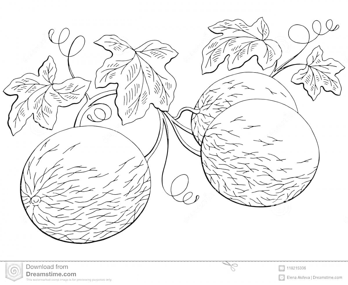 На раскраске изображено: Дыня, Листья, Завитки, Природа