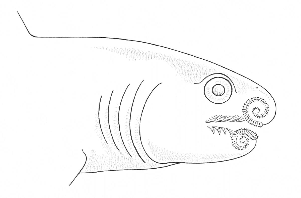 Раскраска Геликоприон с характерными спиралевидными зубами, боковой профиль