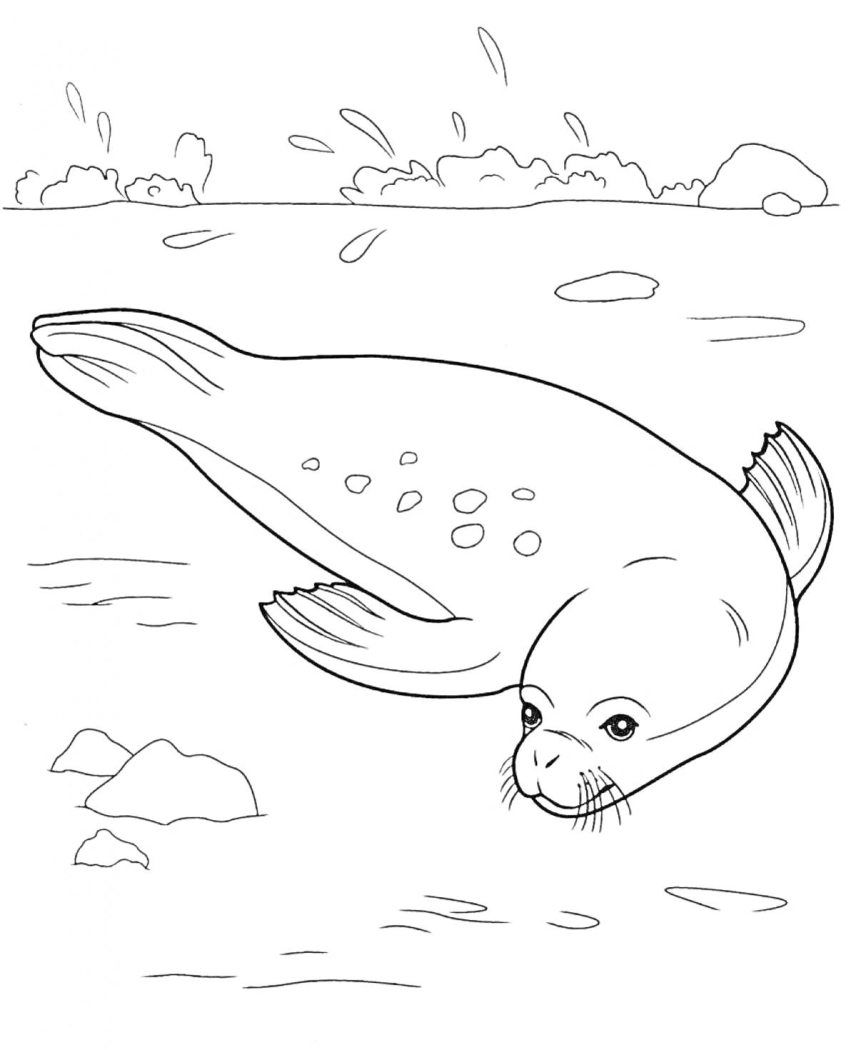 Тюлень в воде с камнями и берегом