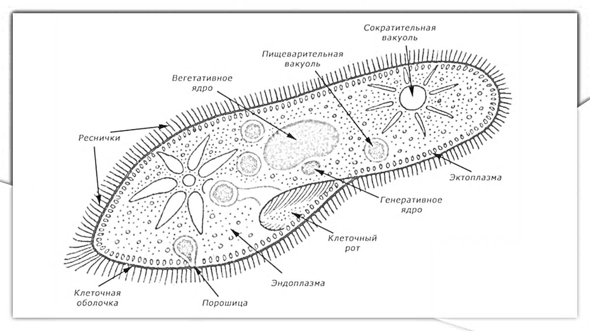 Раскраска Инфузория туфелька: реснички, сократительная вакуоль, пищеварительная вакуоль, ротовое отверстие, экзоплазма, трихоциста, мембранеллы, гипертрих, эндоплазма, ядерный аппарат, макронуклеус (вегетативное ядро), микронуклеус (репродуктивное ядро), пищеварите