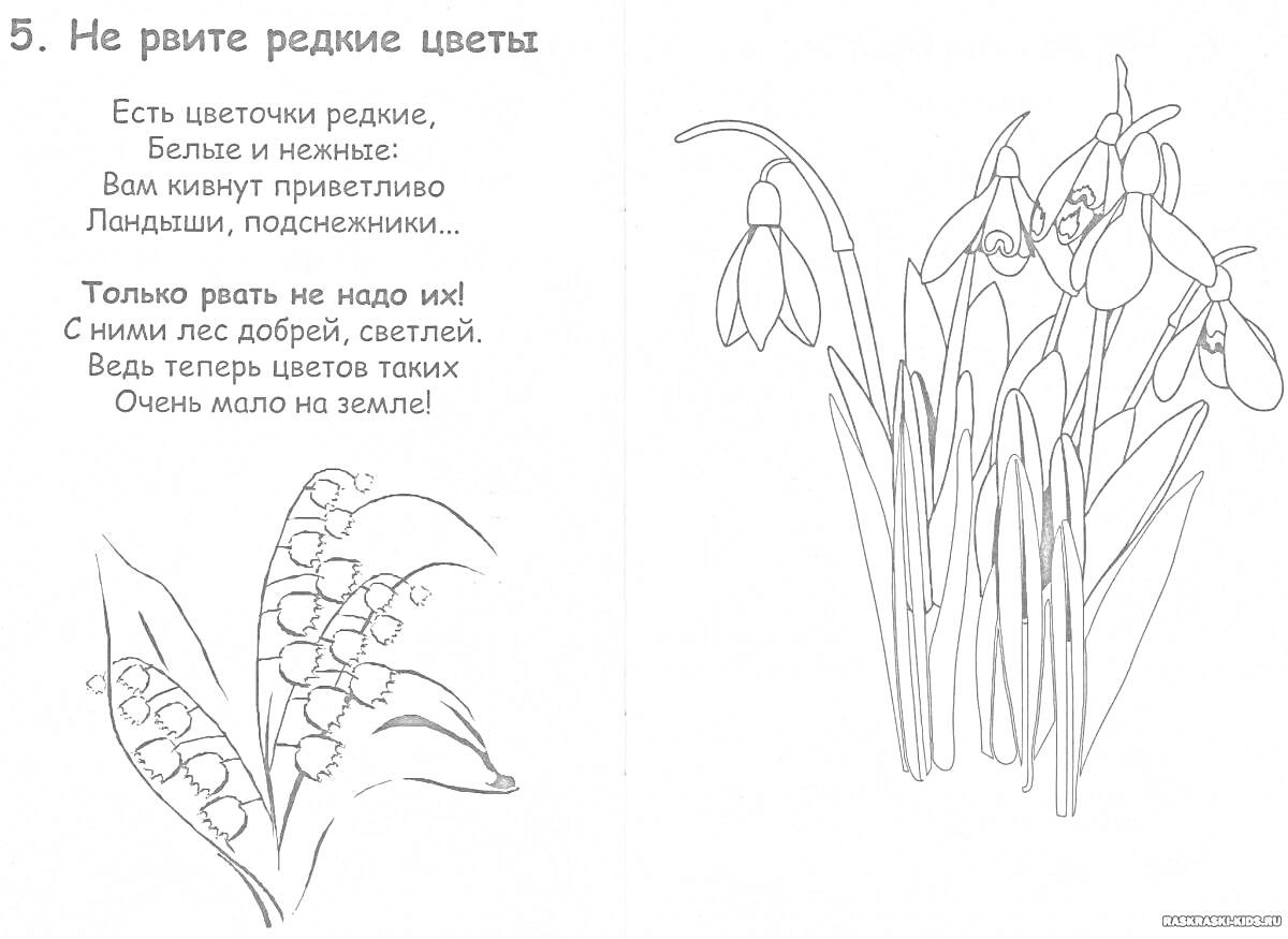 На раскраске изображено: Ландыш, Подснежники, Весенние цветы, Охрана природы, Цветы, Природа