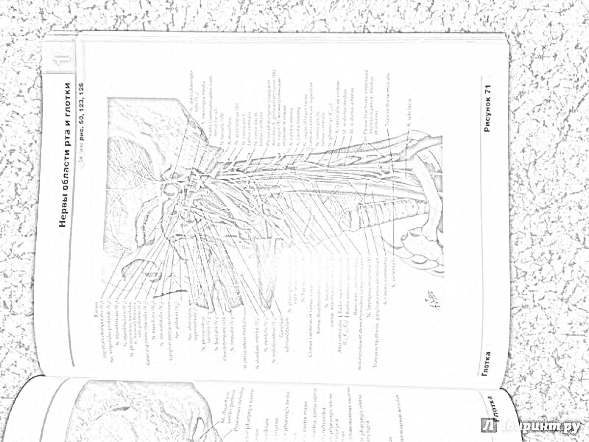 На раскраске изображено: Анатомия, Человек, Мышцы, Учебник, Медицина, Обучение
