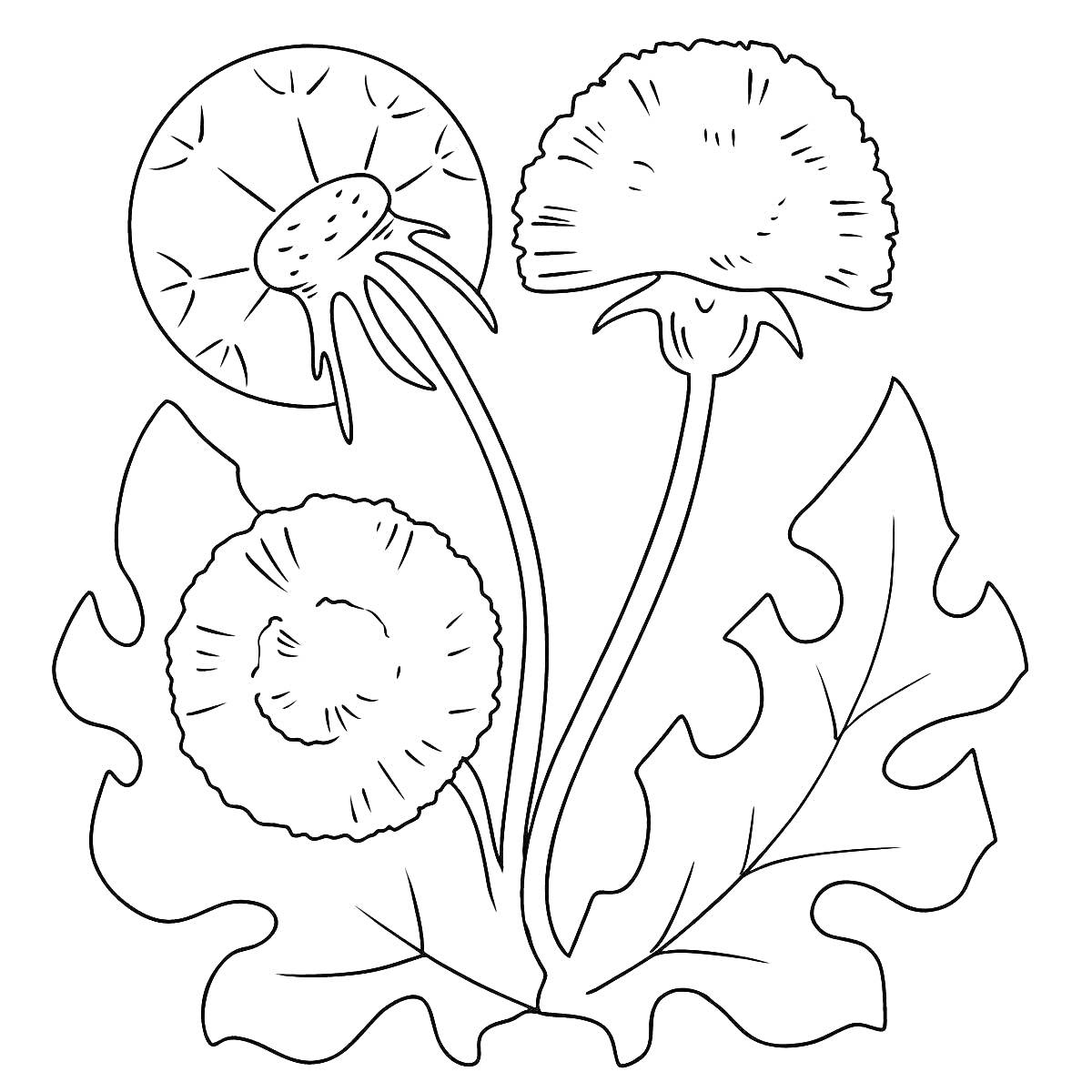 Одуванчик с листьями и тремя стадиями цветка