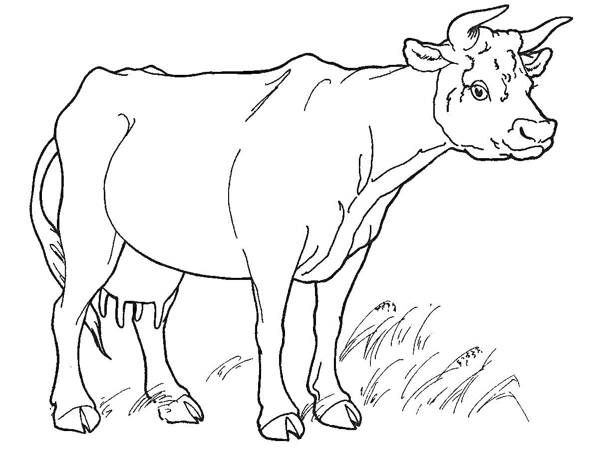 На раскраске изображено: Корова, Домашние животные, Для малышей