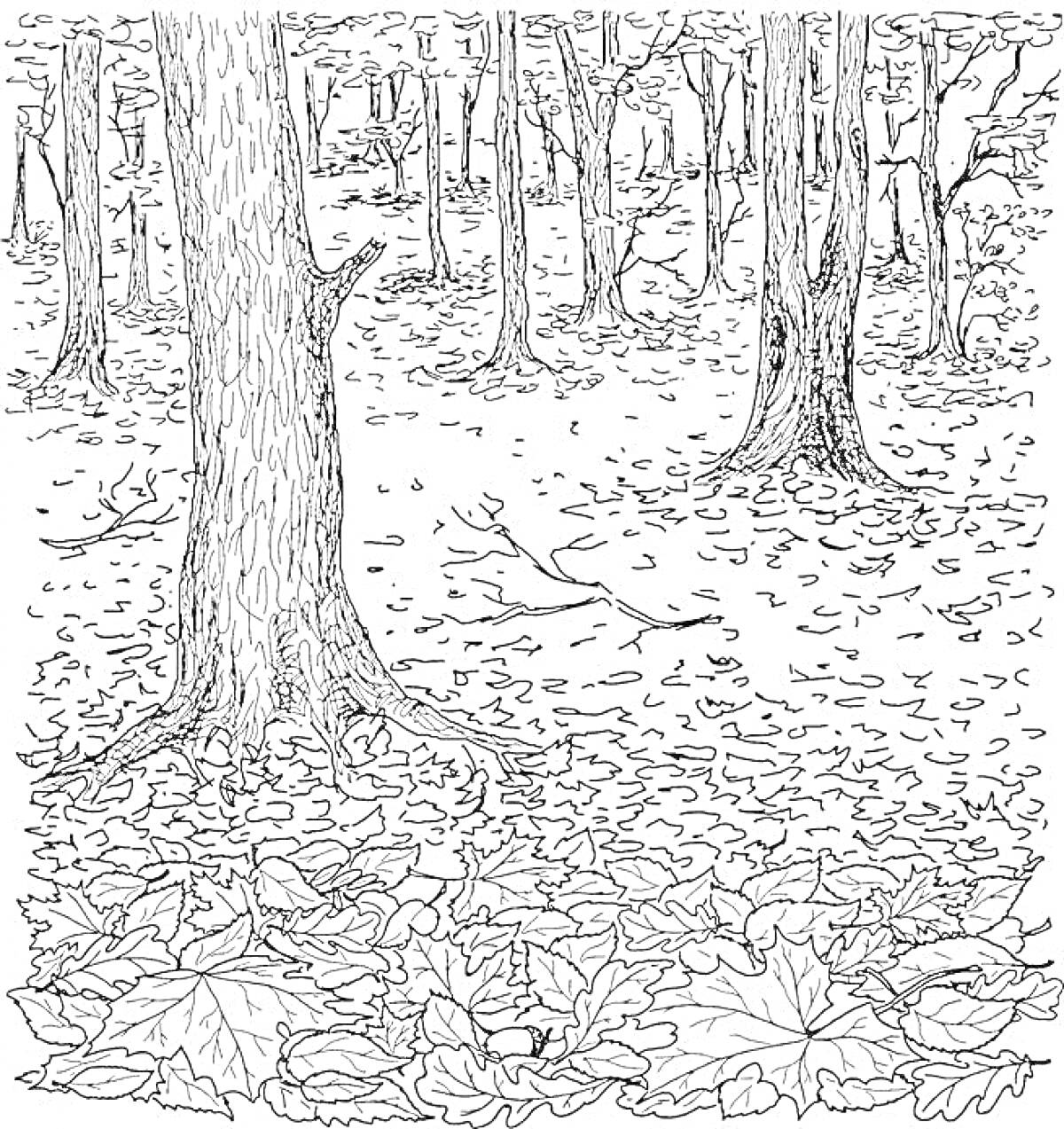 Раскраска Осенний лес с опавшими листьями и деревьями