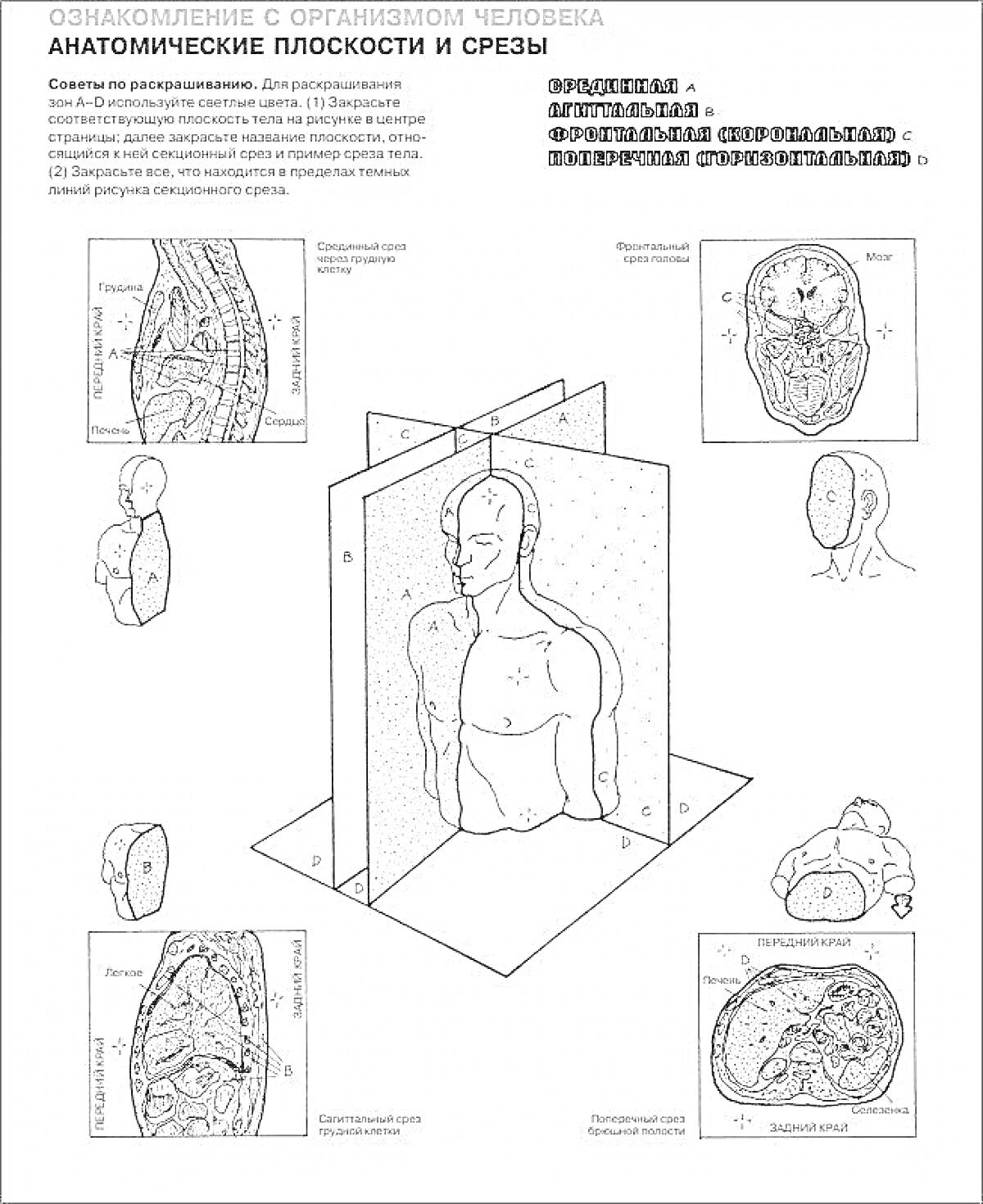 Раскраска Анатомические плоскости и срезы человека: фронтальный, сагиттальный и горизонтальный