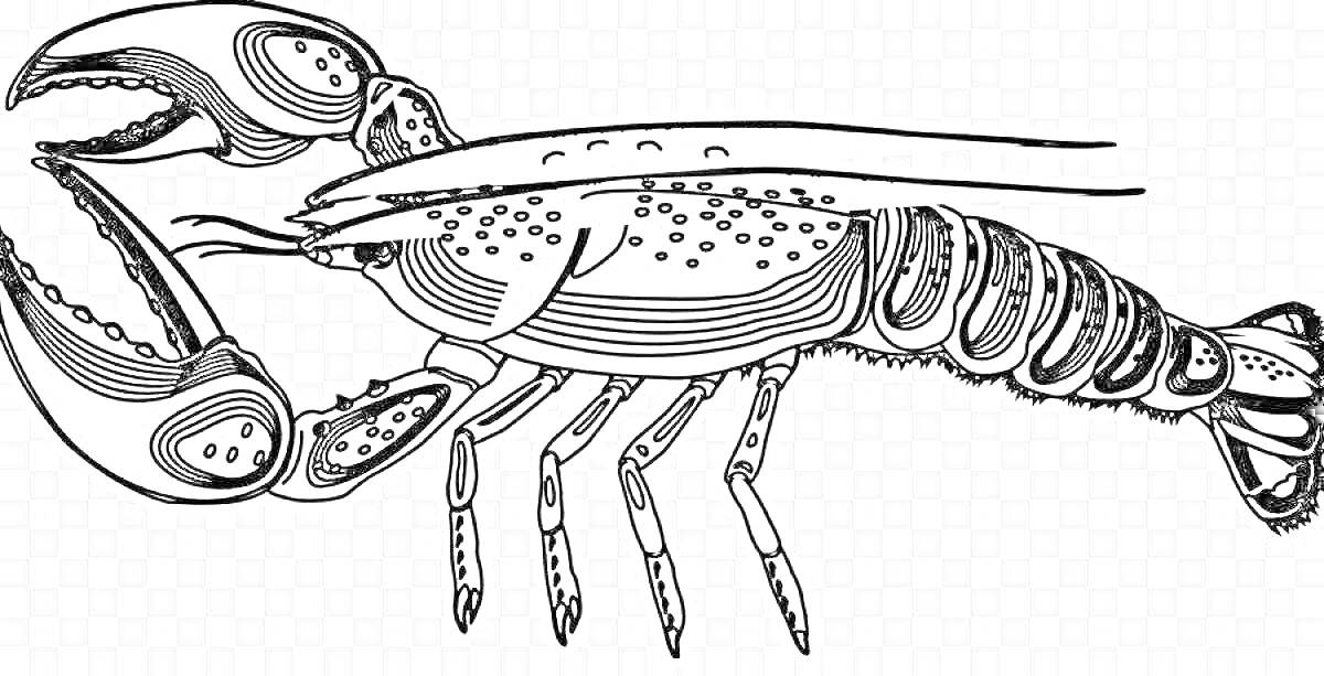 Раскраска Раскраска с изображением лангуста с крупными клешнями, длинным телом, и несколькими парами ног