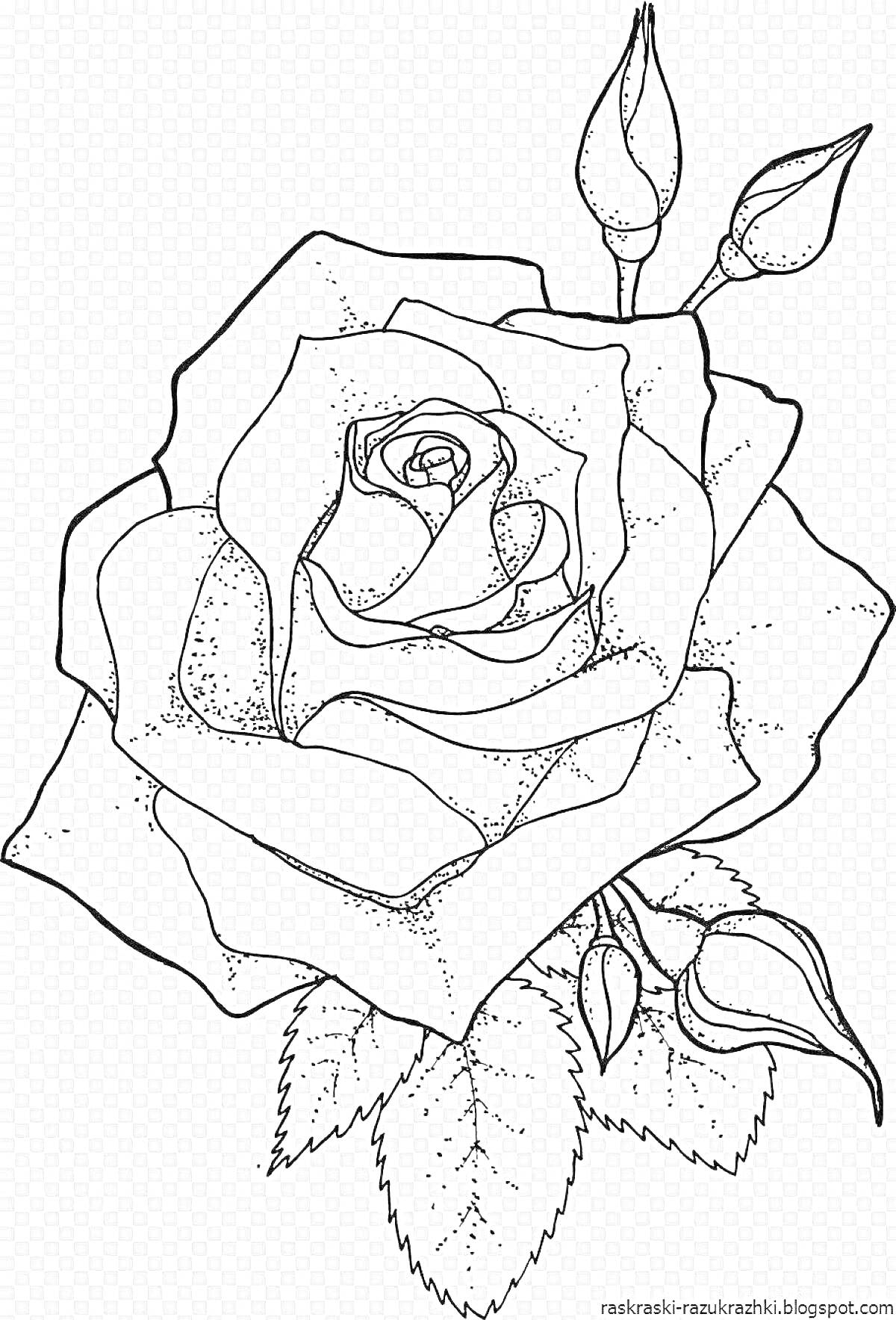 Раскраска Роза с бутонами и листьями