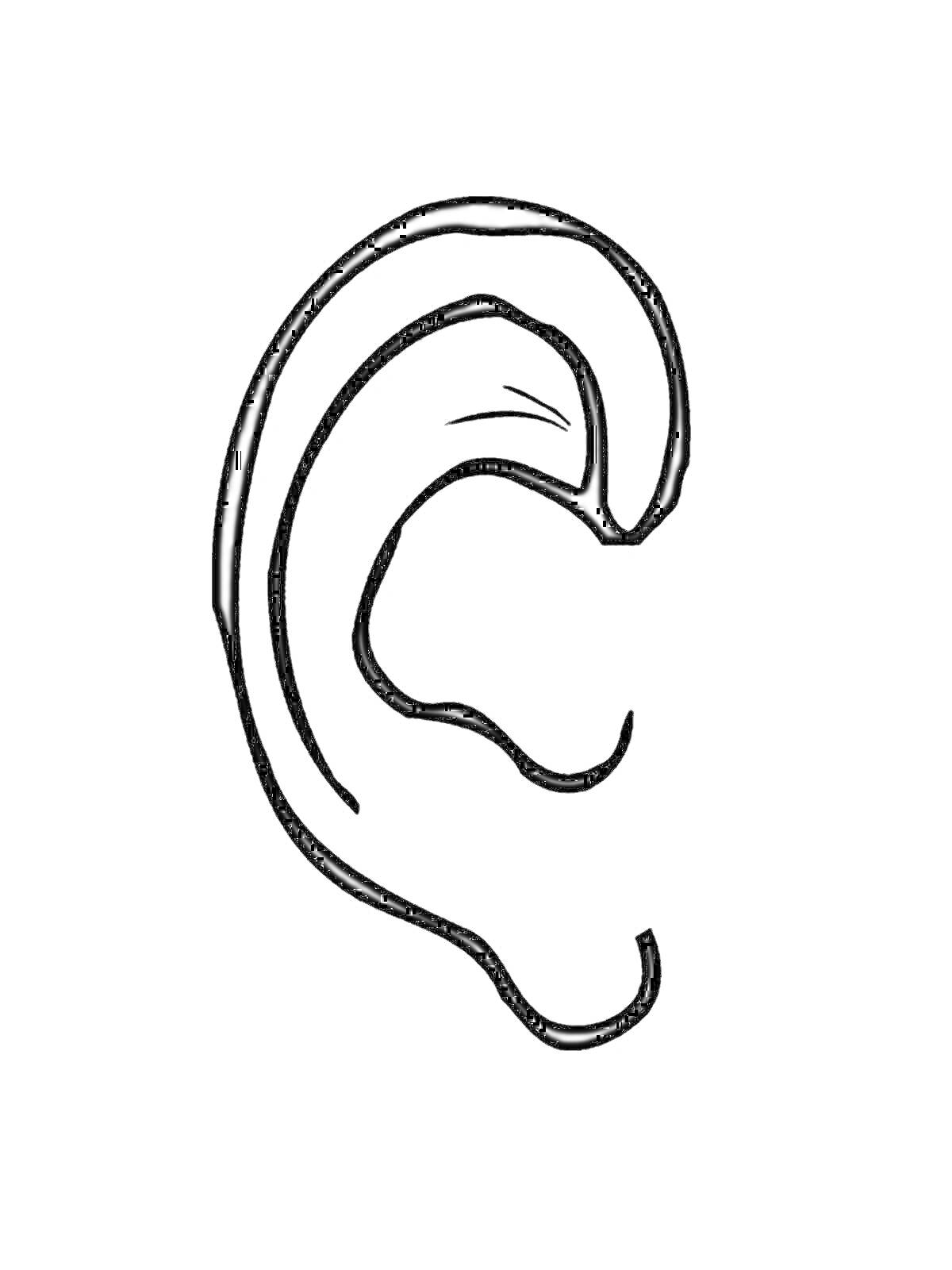 Раскраска Изображение анатомического строения уха с внутренними линиями