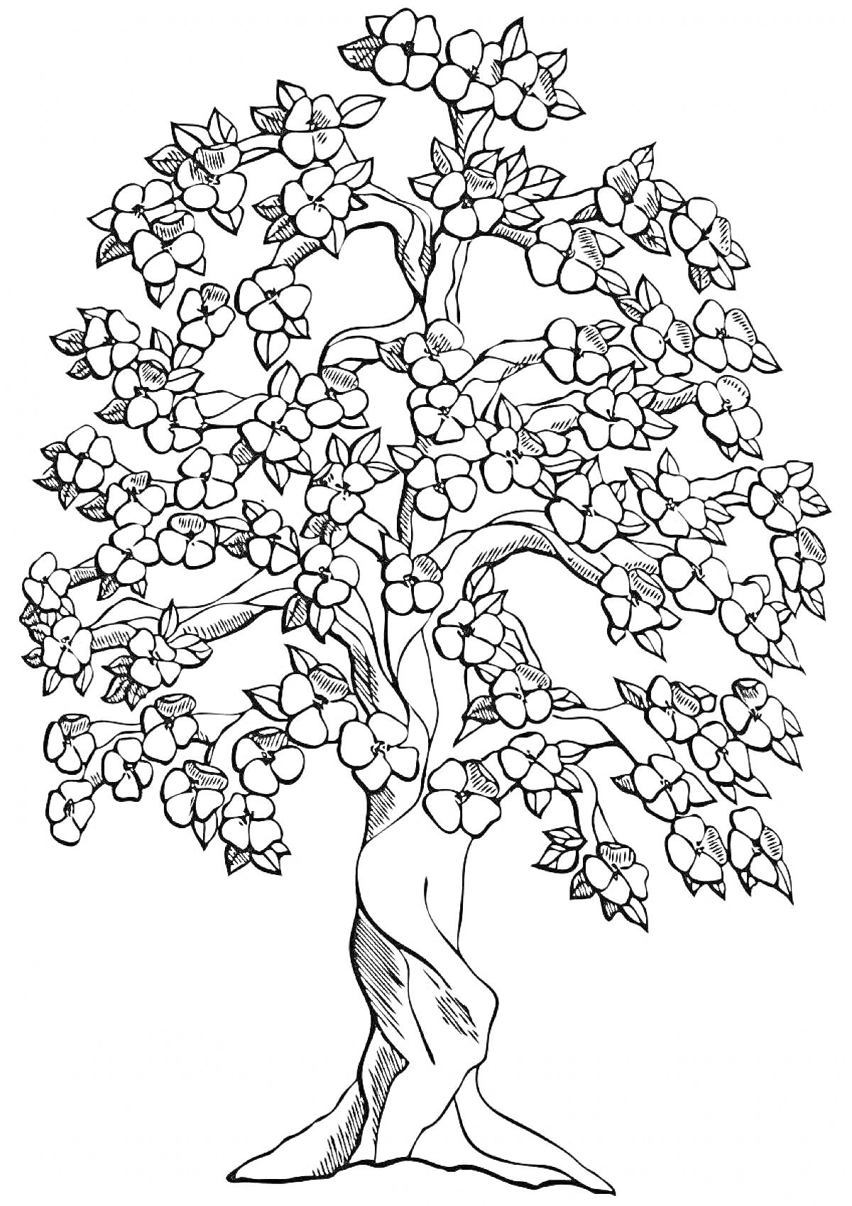 На раскраске изображено: Яблоня, Цветы, Листья, Природа, Ботаника, Весна, Цветение, Деревья, Растения