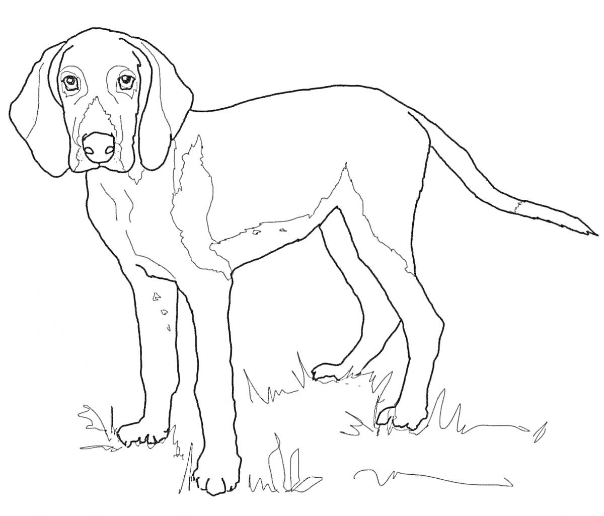 Раскраска охотничья собака, стоящая на траве