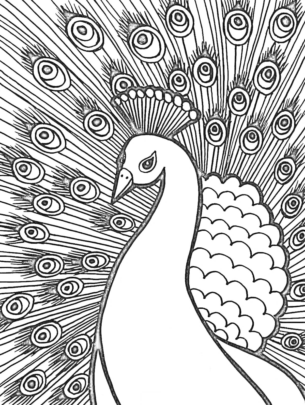 Раскраска Павлин с распущенным хвостом, голова павлина украшена хохолком, хвост с характерным узором из 