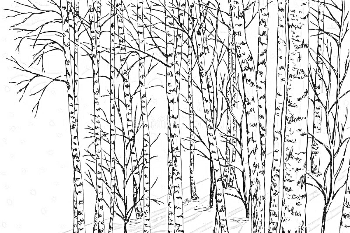 На раскраске изображено: Береза, Зима, Снег, Деревья, Природа, Лес
