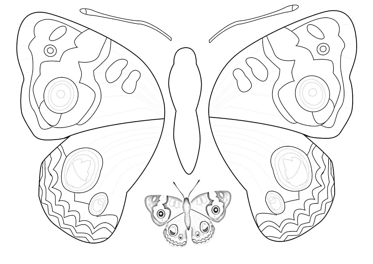Раскраска Бабочка с антенной и мелкая бабочка внутри