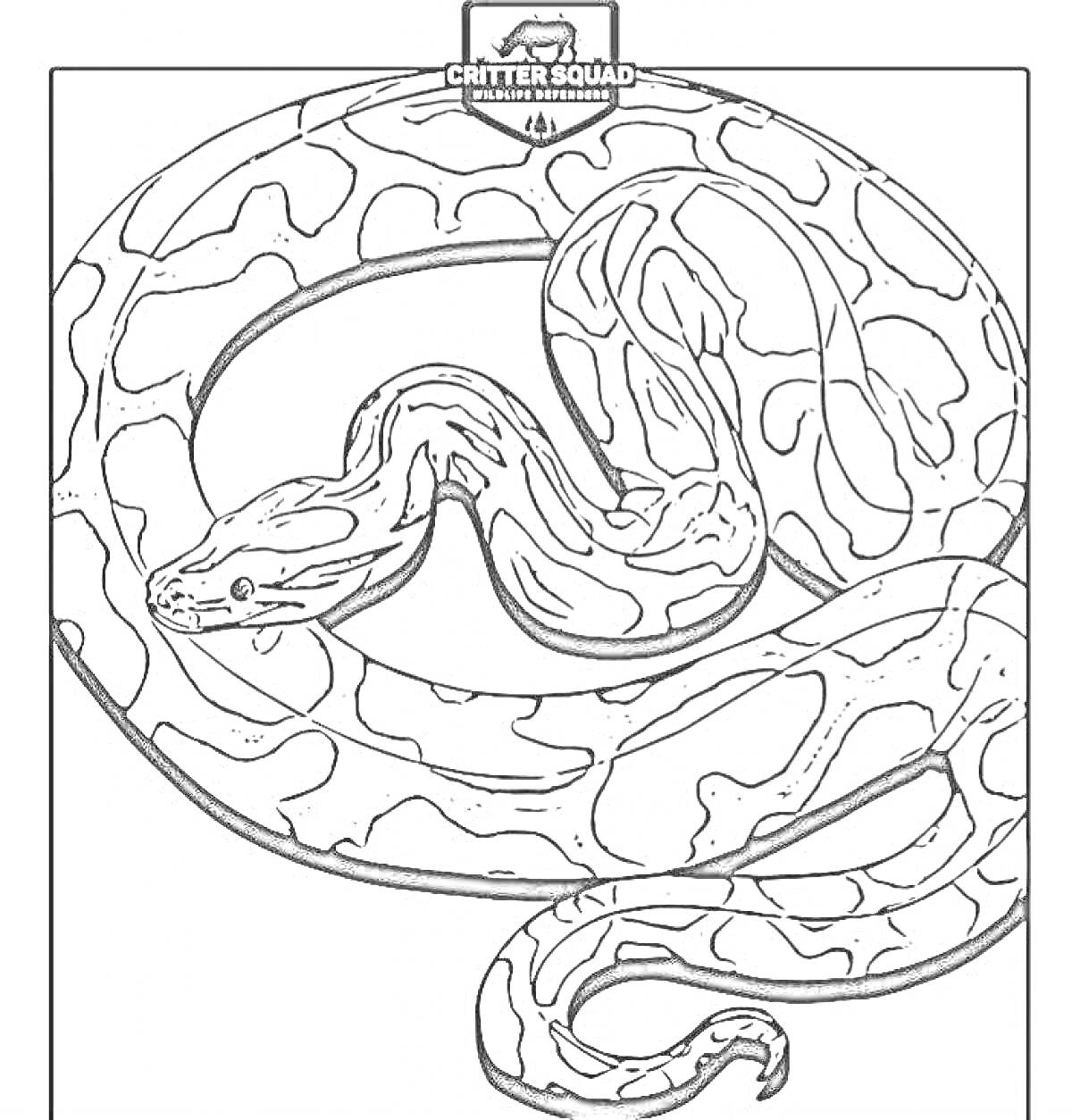 Раскраска Питон, свернувшийся кольцом, с узором на коже