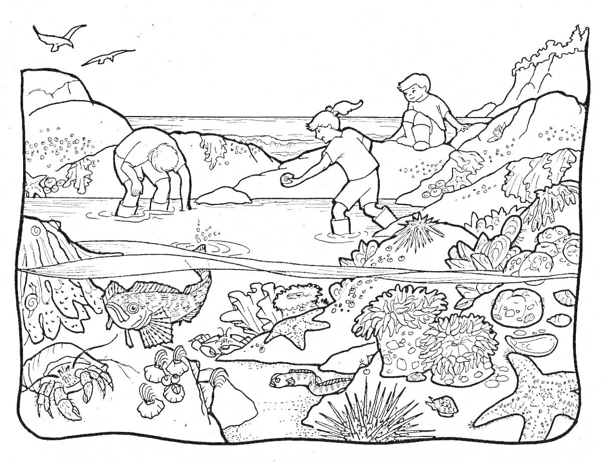 Раскраска Дети исследуют природу на берегу моря. Морская жизнь под водой, включающая кораллы, рыбы, крабы, морские звезды.