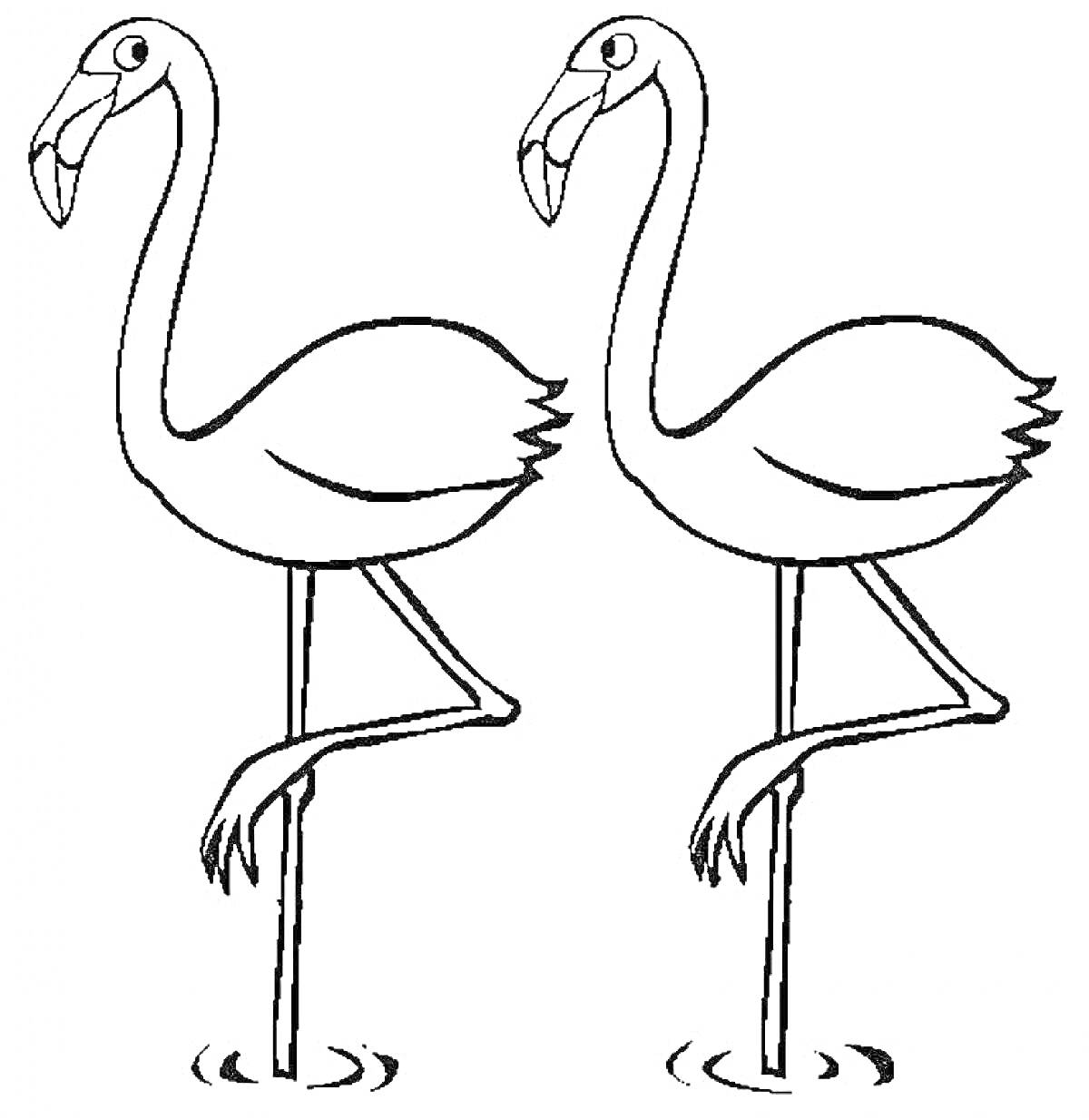 Раскраска Два фламинго, стоящие на одной ноге в воде