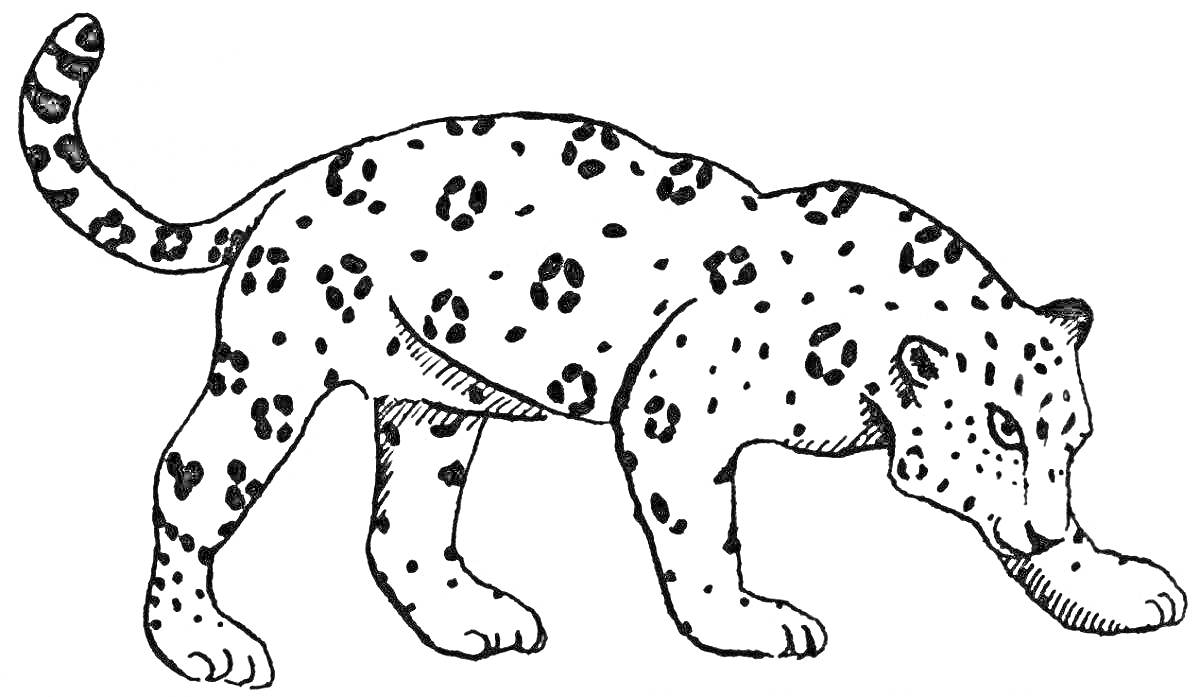 Раскраска Леопард, стоящий на четырех лапах с пятнами по всему телу