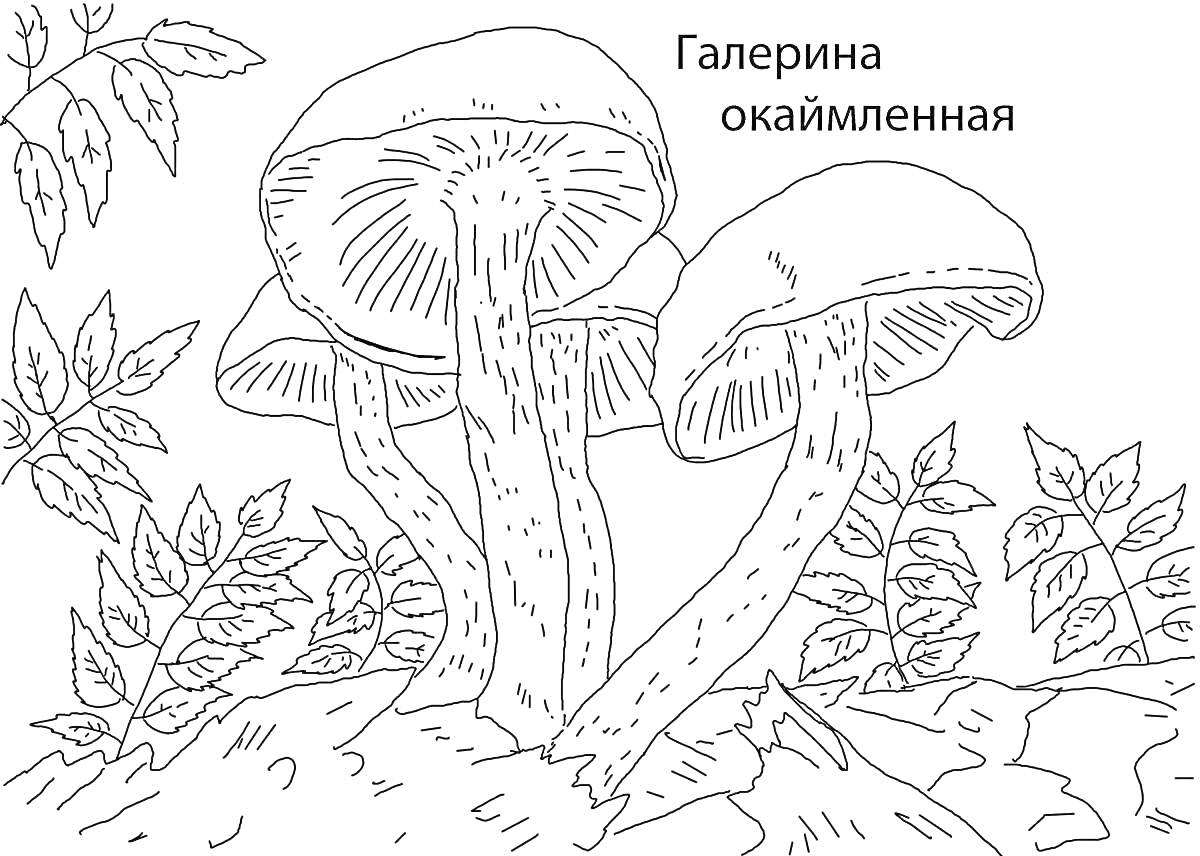 Галерина окаймленная, грибы, листья, стебли