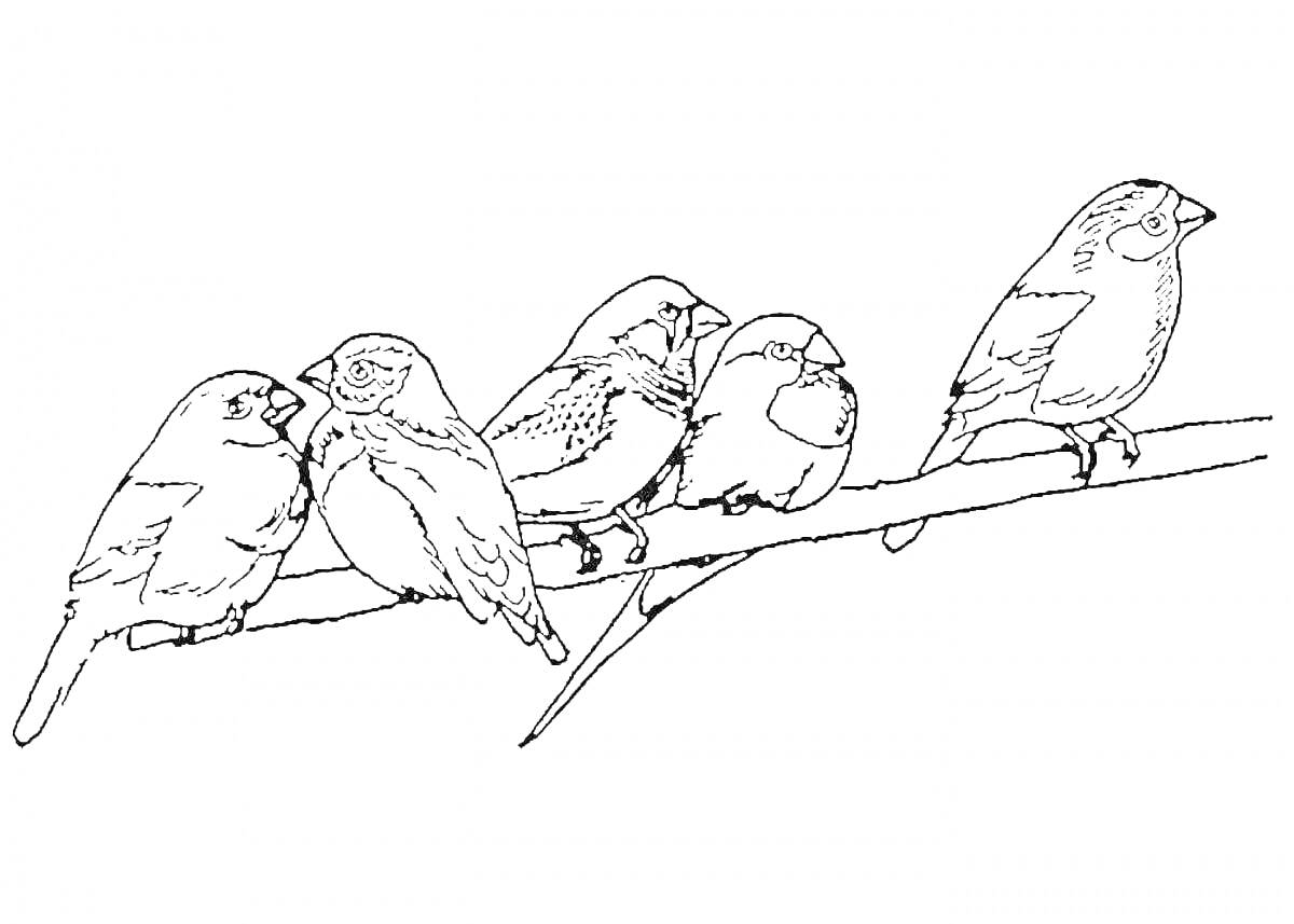 На раскраске изображено: Ветка, Природа, Зима, Зимующие птицы