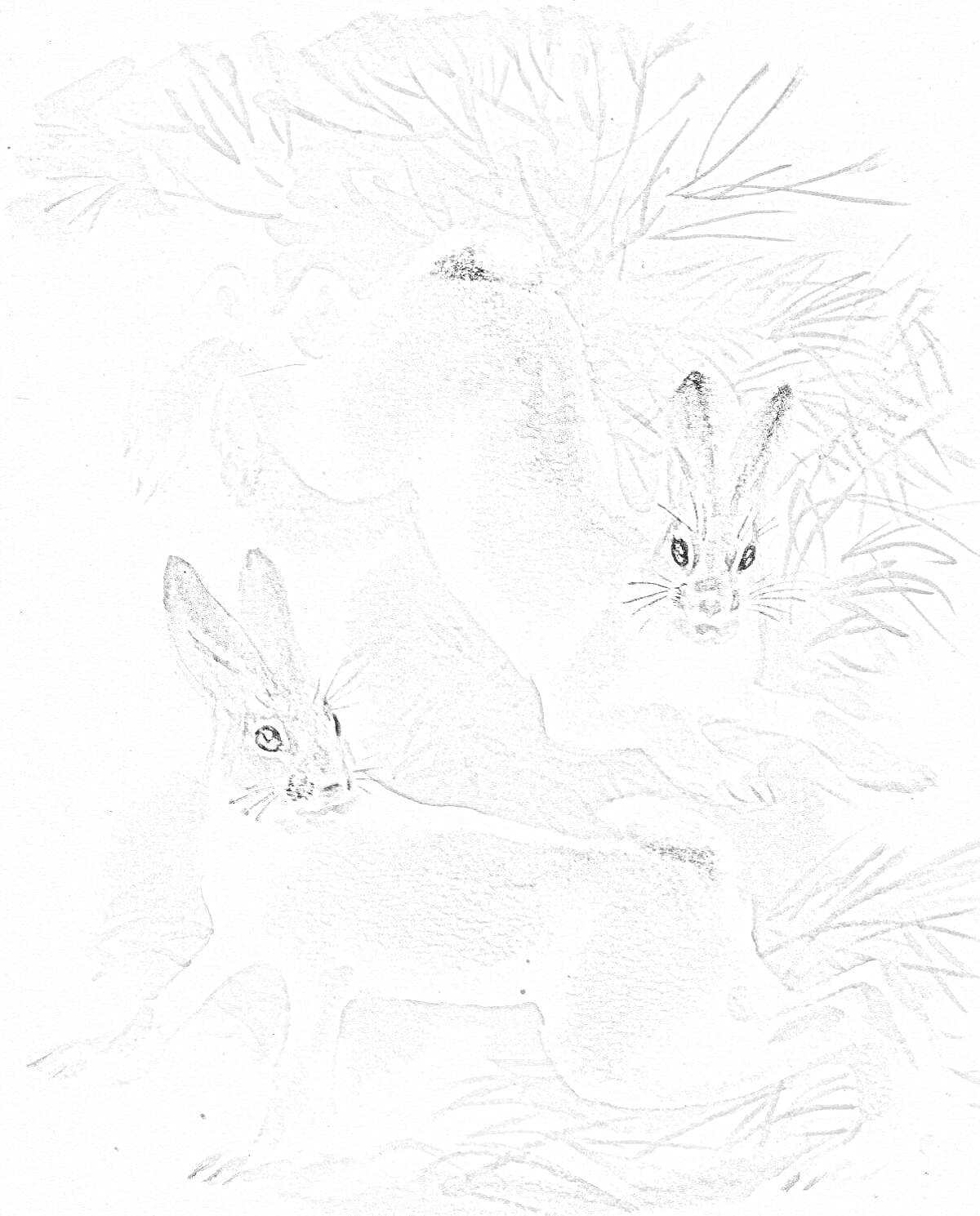 Раскраска Два зайца среди травы и веток
