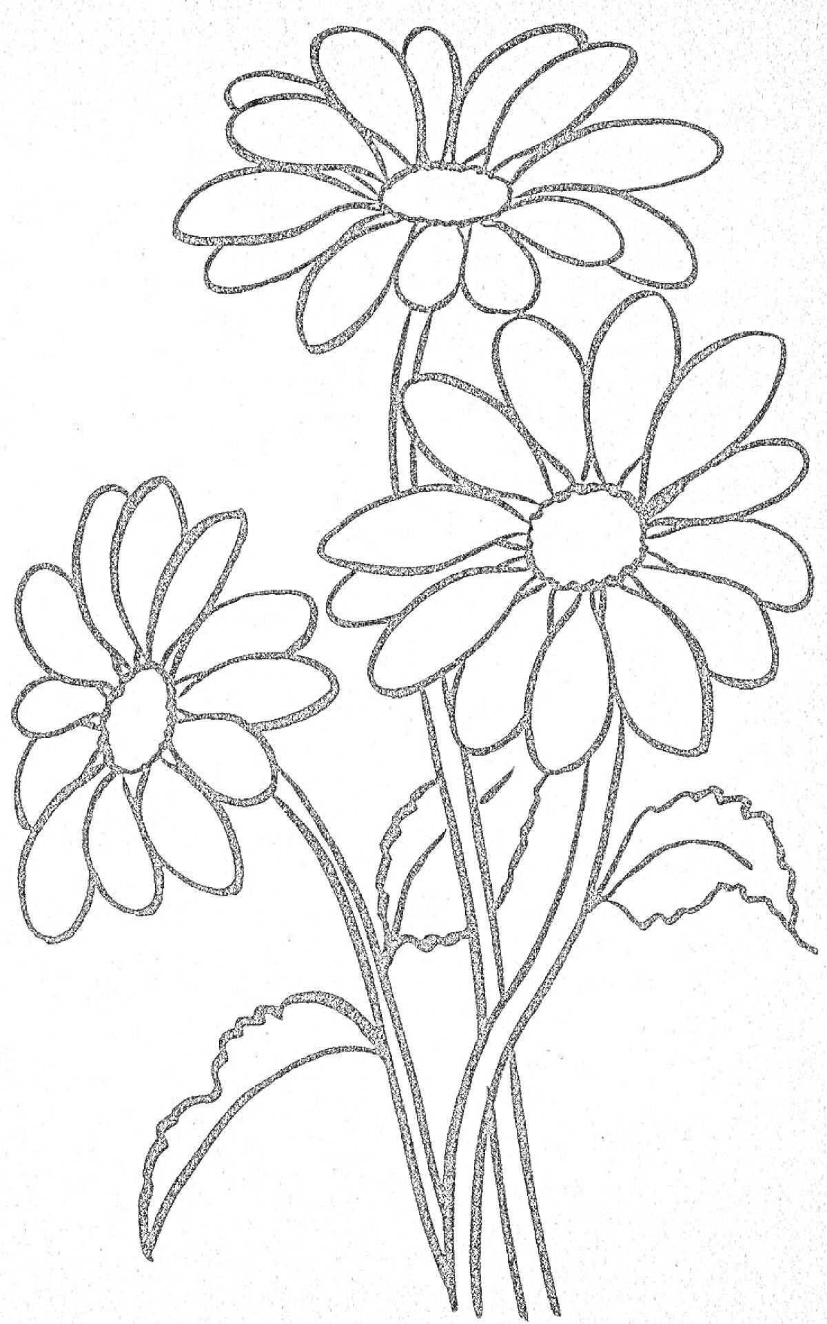 На раскраске изображено: Ромашка, Три цветка, Листья, Цветы, Стебель, Контурные рисунки