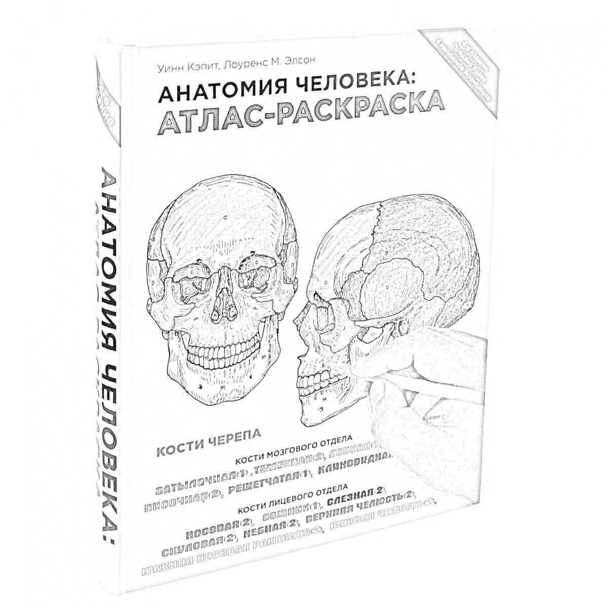 Раскраска Анатомия человека: атлас-раскраска, череп, человек, кости черепа, иллюстрация рук, текст