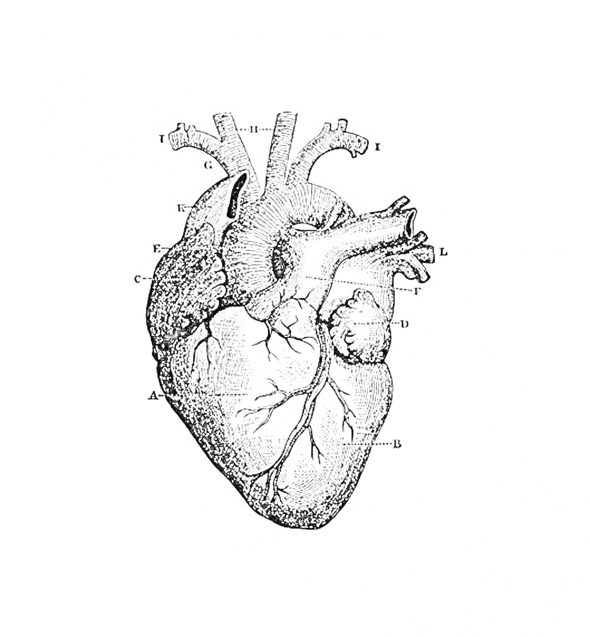 Раскраска Анатомическое сердце с обозначением частей