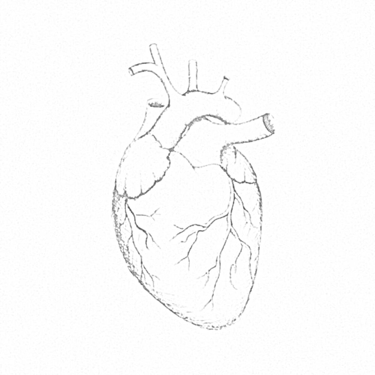 Раскраска Анатомическое изображение сердца с сосудами и артериями