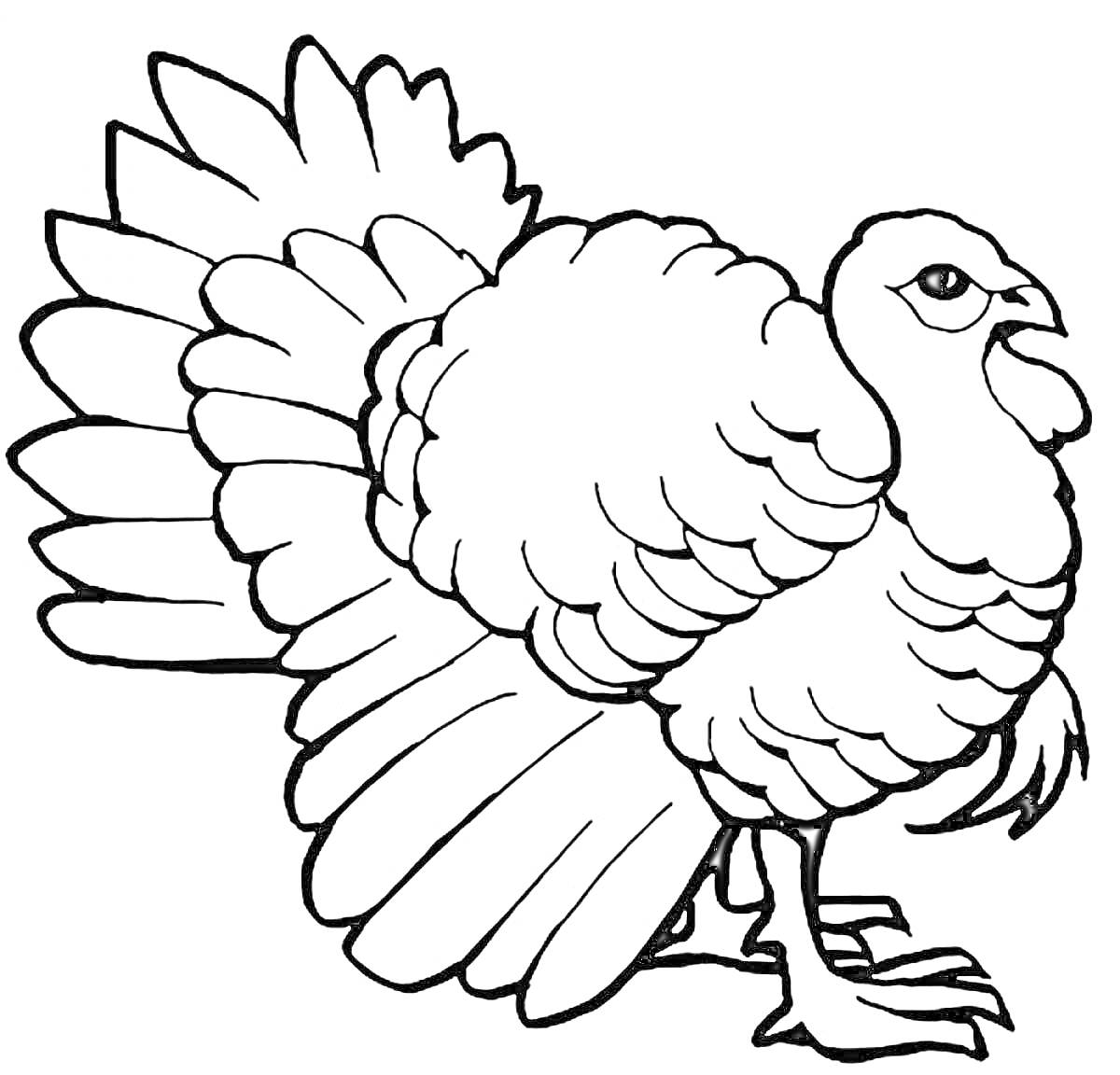 На раскраске изображено: Индюк, Птица, Крылья, Хвост, Творчество, Для детей, Контурные рисунки