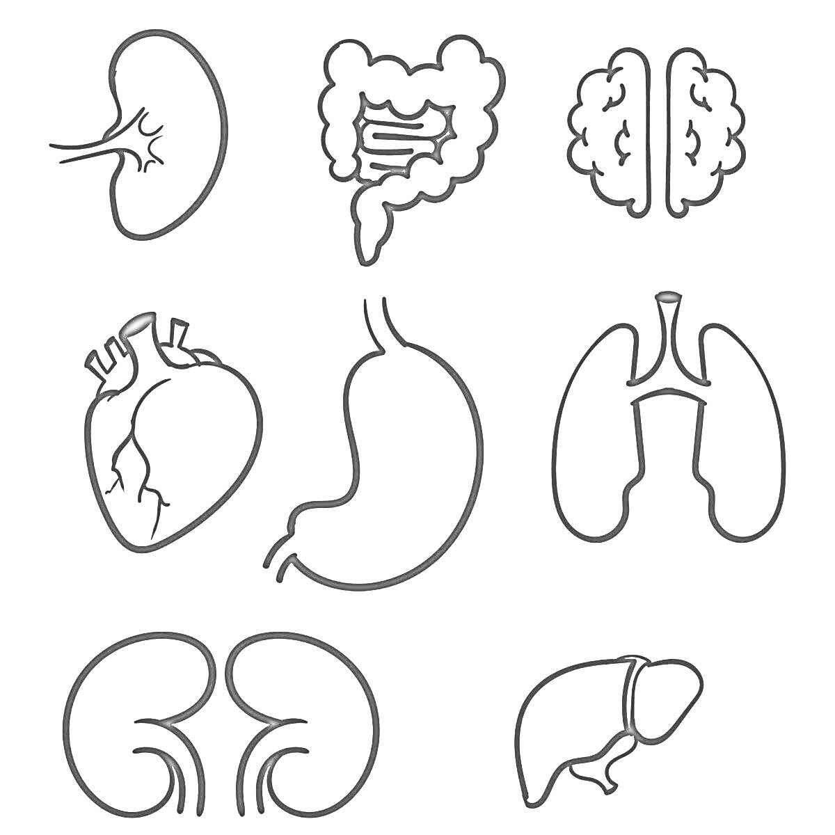 Раскраска Внутренние органы: мозг, легкие, сердце, желудок, кишечник, печень, почки