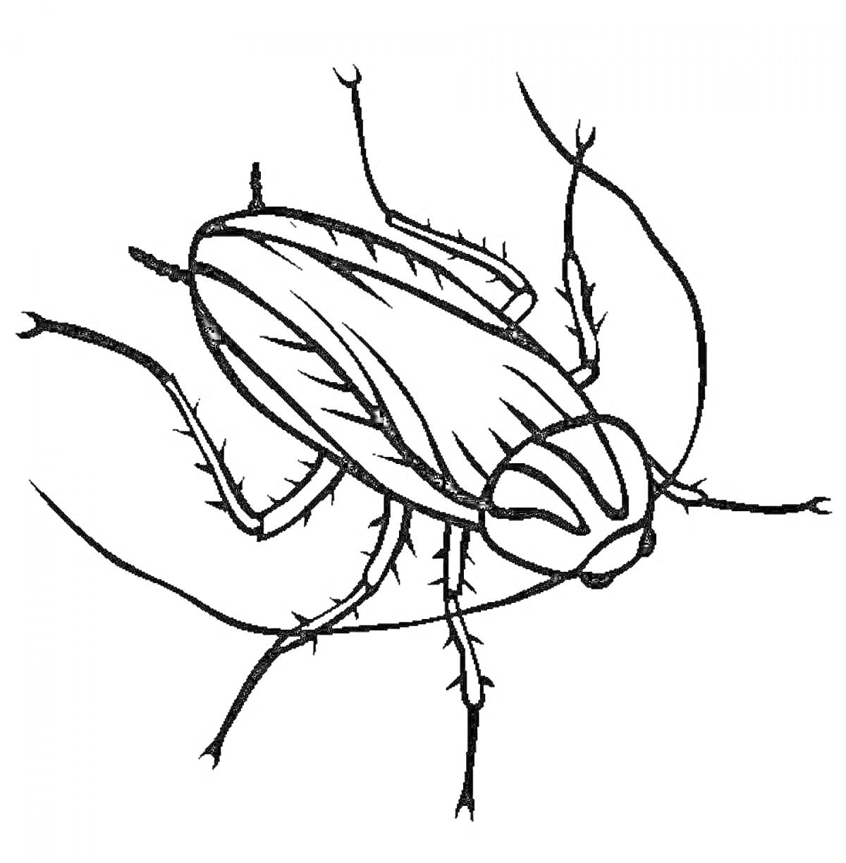 Раскраска Таракан с лапками и усиками