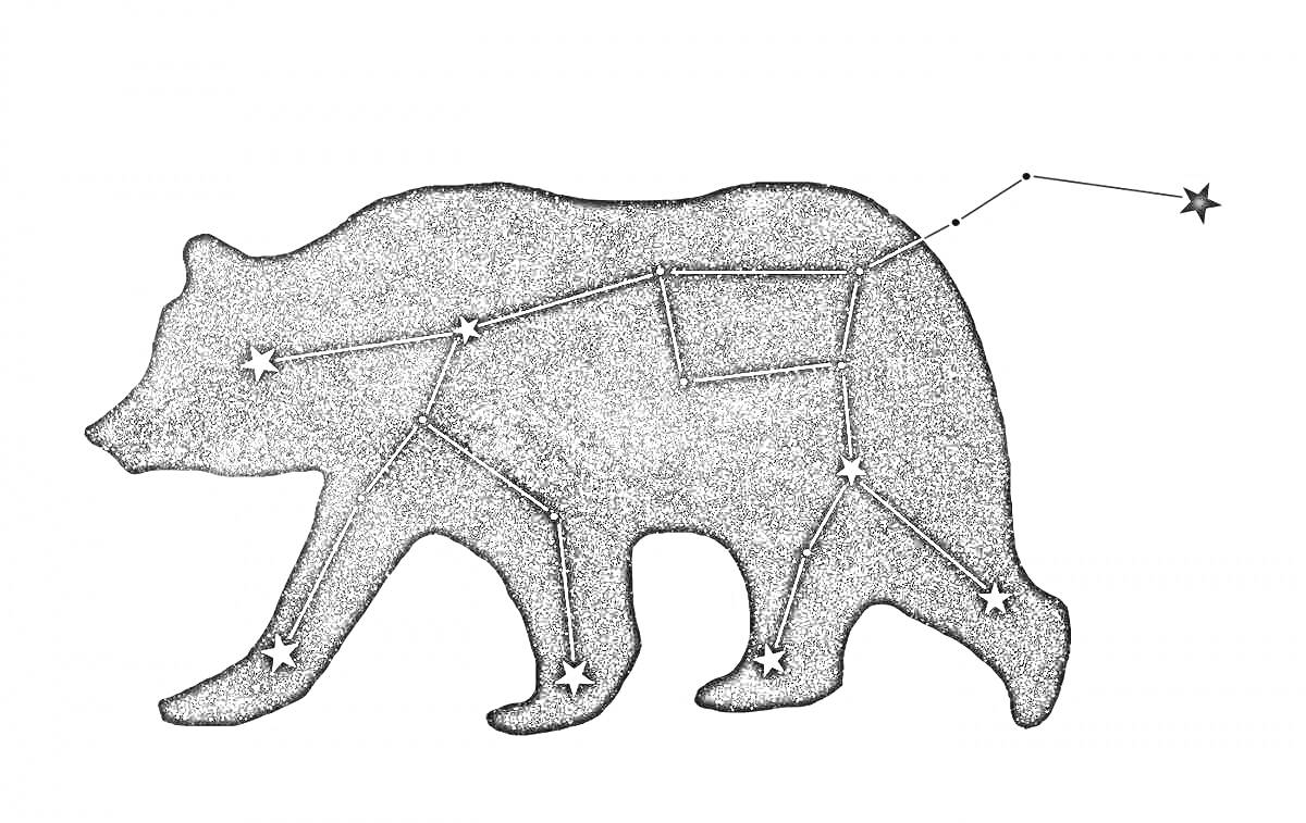 Созвездие малая медведица на фоне контура медведя