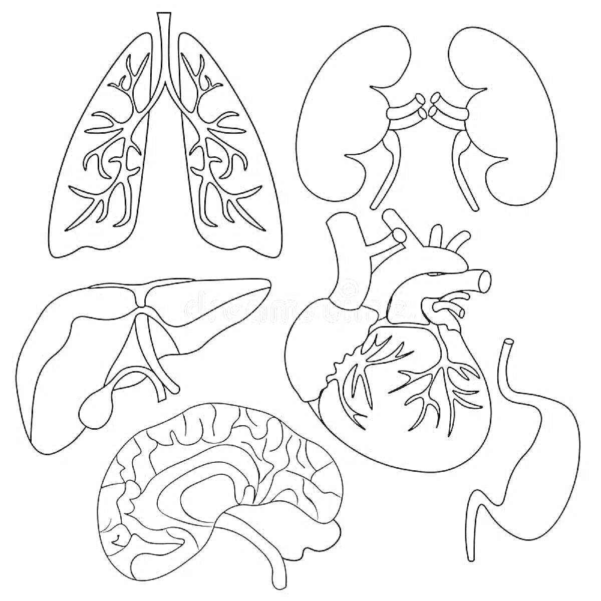 На раскраске изображено: Легкие, Почки, Печень, Мозг, Желудок, Внутренние органы, Анатомия, 2 класс