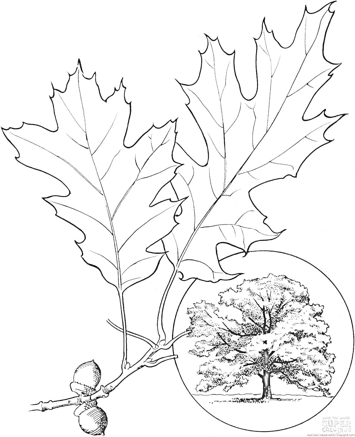 На раскраске изображено: Дуб, Листья, Желуди, Природа, Ботаника