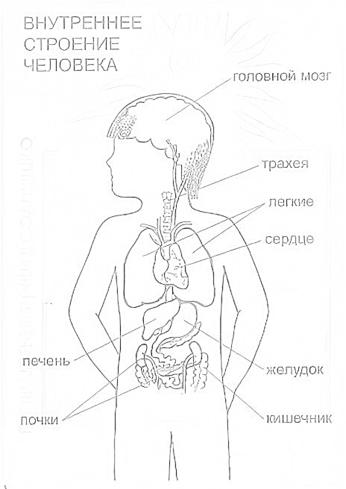 Раскраска Внутреннее строение человека с элементами: головной мозг, трахея, легкие, сердце, желудок, кишечник, печень, почки.
